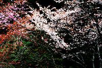 PRINTEMPS AU JAPON 4