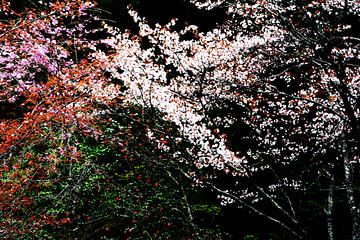 FRÜHLING IN JAPAN 4 von Miroslav Ptacek