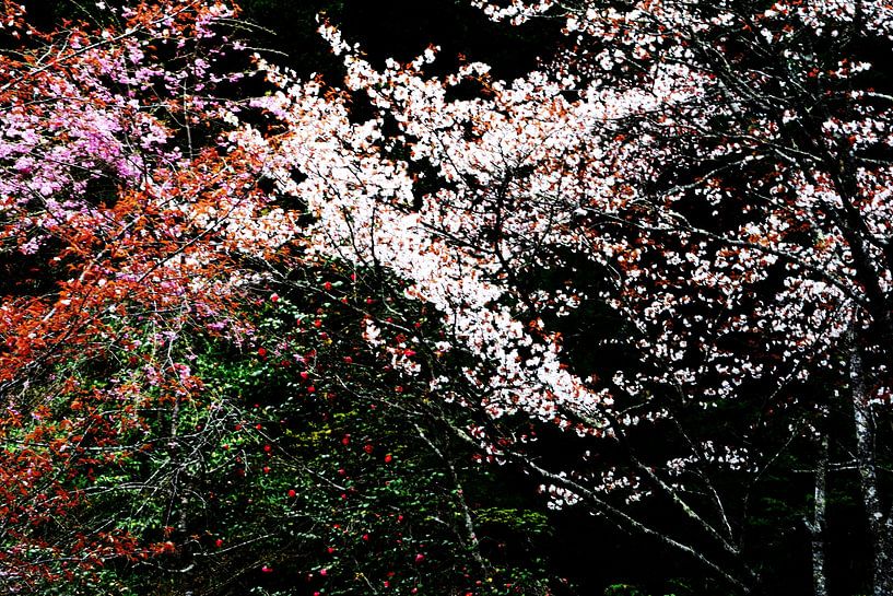 FRÜHLING IN JAPAN 4 von Miroslav Ptacek
