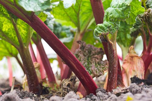 De stengels uit de aarde