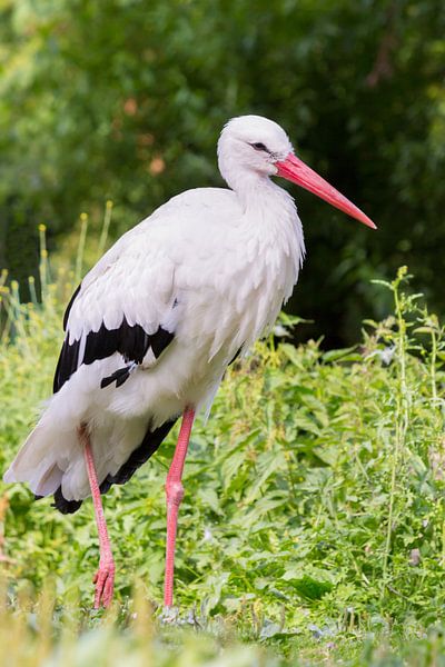Portrait of stork standing on one leg in green nature. by Ben Schonewille