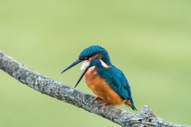 ijsvogel kingfisher  van Jelle Mijnster
