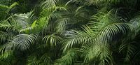palmbladeren in de jungle