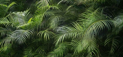 palm leaves in the jungle