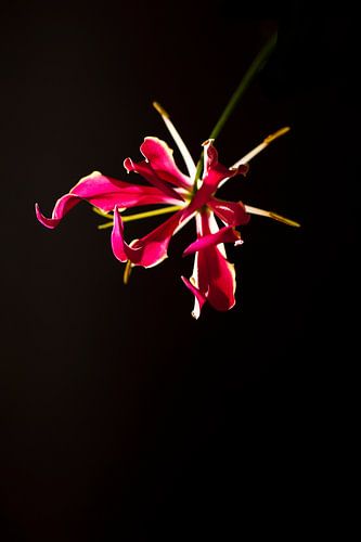 Zwevende gloriosa bloem op zwarte achtergond