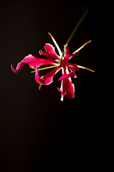 Schwebende Gloriosa Blume auf schwarzem Hintergrund von Doris van Meggelen