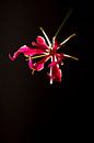 Zwevende gloriosa bloem op zwarte achtergond van Doris van Meggelen thumbnail