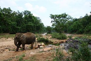 Indiase Olifant