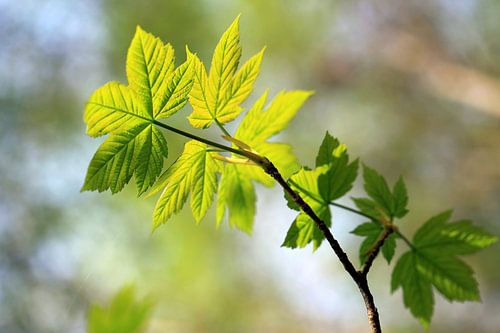 Noorse esdoorn, Acer platanoides