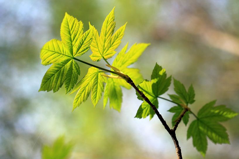 Norway Maple, Acer platanoides by Renate Knapp