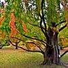 Arbre géant automnal au jardin botanique de Berlin sur Silva Wischeropp