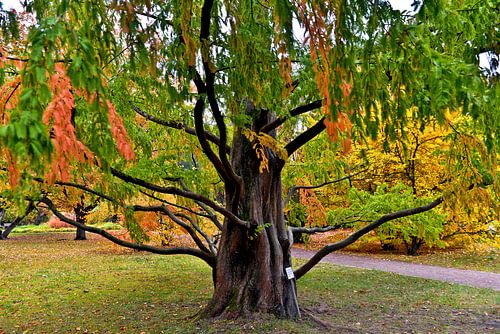 Reusachtige herfstboom in de Botanische Tuin in Berlijn