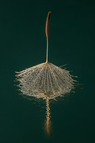 Minimalistisches botanisches Stillleben – Ein Flöckchen in einem Meer aus Tropfen