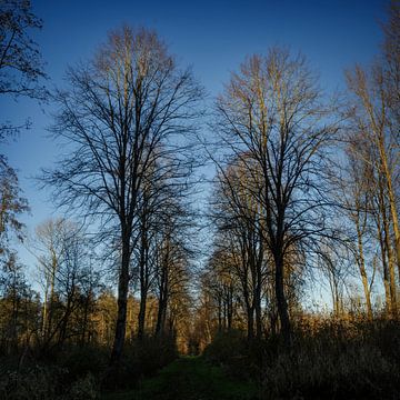 Atmosphärischer Kreis Wald bei Almere in der untergehenden Sonne von Rene  den Engelsman