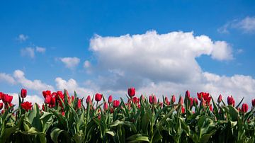 Hollands gloren van Caatje Clicks