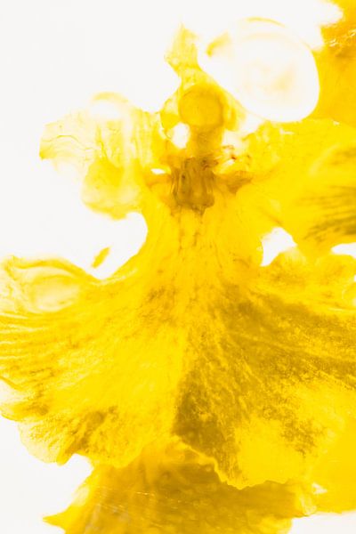 Yellow orchid in ice 2 by Marc Heiligenstein