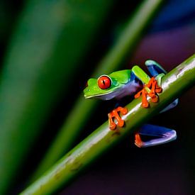 Red-eyed frog by Merijn Loch