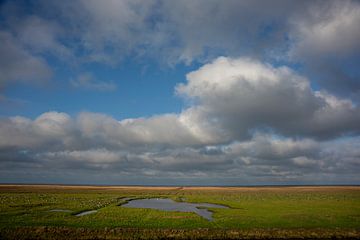 Barnacle geese in the salt marsh by Bo Scheeringa Photography
