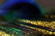 Gouden stralen by Kvinne Fotografie thumbnail