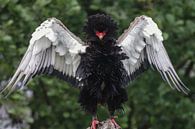 Bateleur van Loek Lobel thumbnail