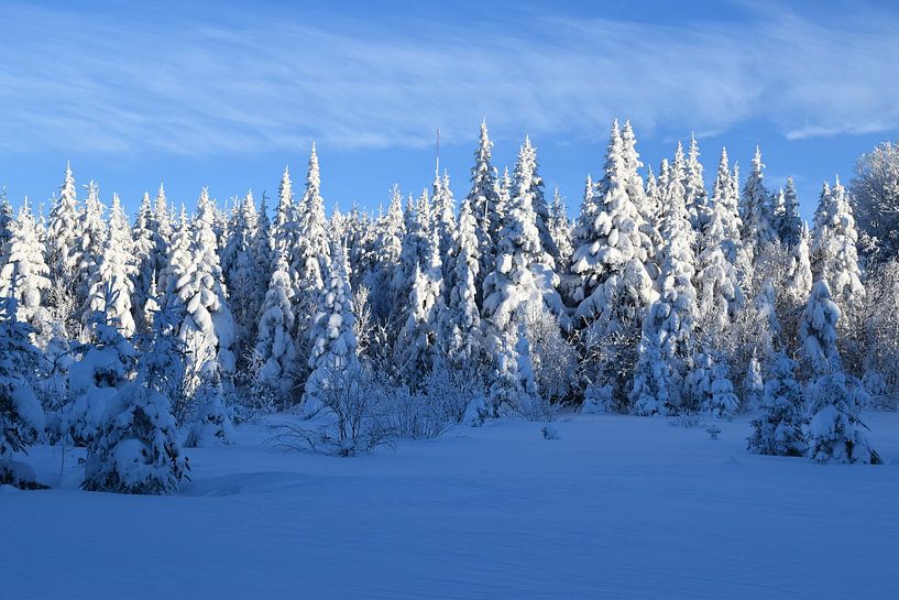 An icy forest under a blue sky by Claude Laprise