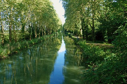 bomen  weerschijnen in kanaal