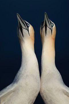Gannet flock