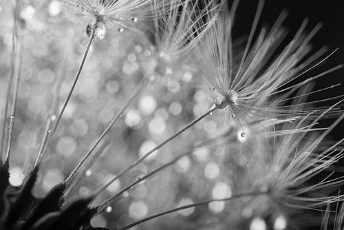 Pluisjes met druppeltjes (zwart wit)