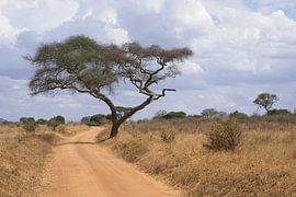 Under the African sky