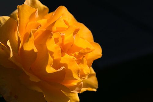 Sunlight catches rose