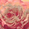 Beautyful Rose von Angela Dölling