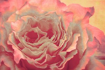 Beautyful Rose