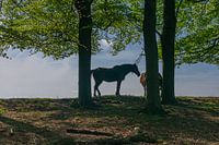 Paarden in het bos