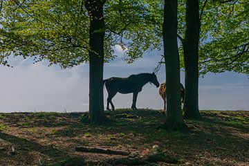 Chevaux dans la forêt sur Jurjen Jan Snikkenburg