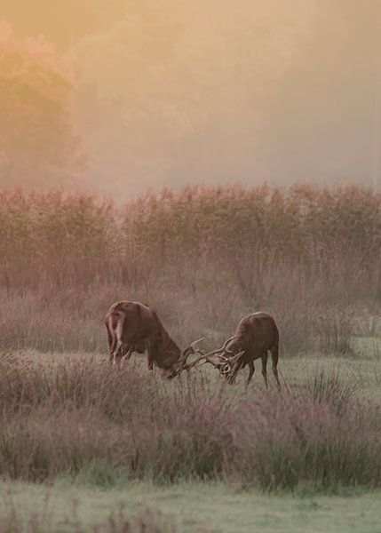 Combattre les cerfs par rik janse