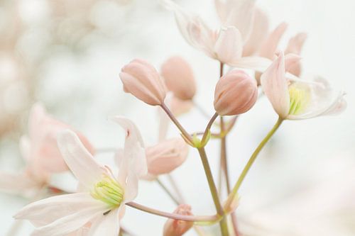 Sträuße von Frühlingsblüten