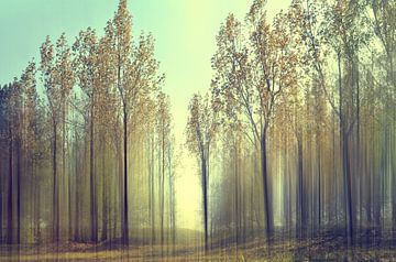 A magical day by Violetta Honkisz