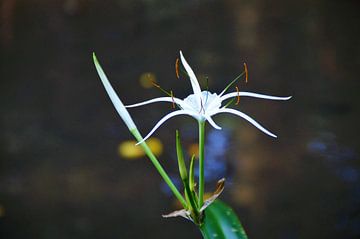 Spider Lily Hymenocallis