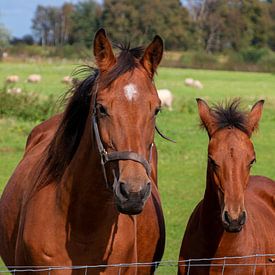 Merrie en veulen in de weide in het Drentse landschap van Henk Hulshof