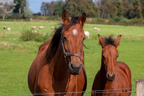 Merrie en veulen in de weide in het Drentse landschap