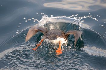 Puffin diving under water