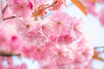 Roze voorjaar,  japanse sierkers bloesem van Elles Rijsdijk