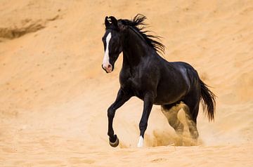 Marwari desert sur Merel Bormans