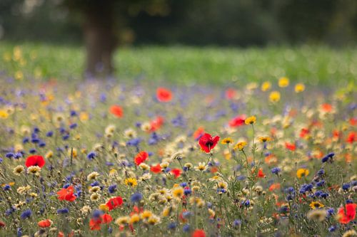 Veldbloemen in de berm