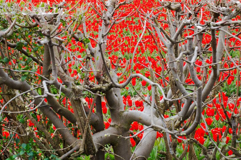 View through tulip field by beech hedge by Leo Lamboo