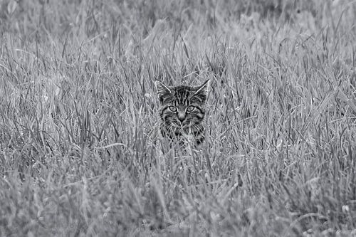 Boerderij poes op stap