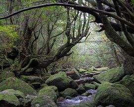 Stille in den Wäldern der Insel Yakushima von Anges van der Logt