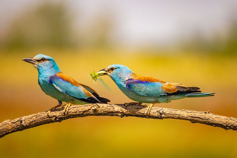 The Roller, Coracias garrulus by Gert Hilbink