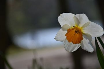 Narcis by Daniël Brinkman