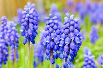 Bloeiende bloemen blauwe druifjes  van Ben Schonewille